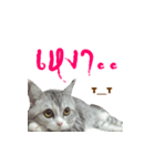SUBFFY The Naughty Little Cat（個別スタンプ：4）