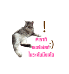 SUBFFY The Naughty Little Cat（個別スタンプ：8）