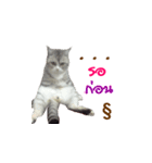 SUBFFY The Naughty Little Cat（個別スタンプ：10）