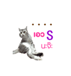 SUBFFY The Naughty Little Cat（個別スタンプ：11）