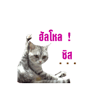 SUBFFY The Naughty Little Cat（個別スタンプ：15）