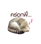 SUBFFY The Naughty Little Cat（個別スタンプ：16）