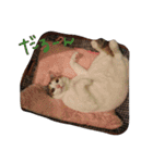 みるくのスタンプ1（個別スタンプ：9）