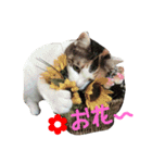 みるくのスタンプ1（個別スタンプ：16）