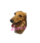 わんにゃんず（個別スタンプ：2）