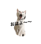 わんにゃんず（個別スタンプ：3）