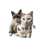 わんにゃんず（個別スタンプ：4）