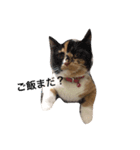 わんにゃんず（個別スタンプ：5）