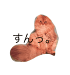アンジェロのきもち。（個別スタンプ：1）