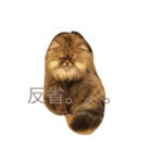 アンジェロのきもち。（個別スタンプ：8）