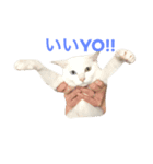 みろく邸の猫たち1（個別スタンプ：1）