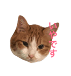 みろく邸の猫たち1（個別スタンプ：2）