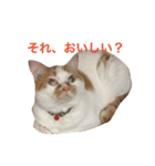 みろく邸の猫たち1（個別スタンプ：3）
