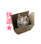 みろく邸の猫たち1（個別スタンプ：4）