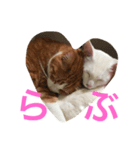 みろく邸の猫たち1（個別スタンプ：5）