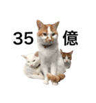 みろく邸の猫たち1（個別スタンプ：6）