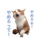 みろく邸の猫たち1（個別スタンプ：7）