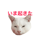 みろく邸の猫たち1（個別スタンプ：8）