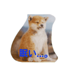 あそぼ！アニマルズ（個別スタンプ：1）