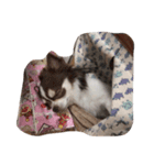 しゅんくんの日常（個別スタンプ：2）