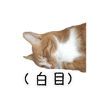 びっくり顔のみたらしたん（個別スタンプ：17）