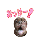 お山のボルドーマスティフたち（個別スタンプ：10）