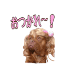 お山のボルドーマスティフたち（個別スタンプ：40）
