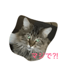 景虎殿（個別スタンプ：2）