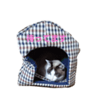 たまお店長（個別スタンプ：8）