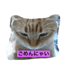 それぞれの猫（個別スタンプ：1）