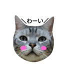 nekozu.4（個別スタンプ：1）