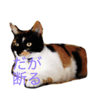 マメ子（個別スタンプ：4）