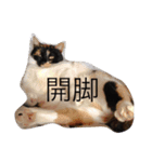 マメ子（個別スタンプ：6）