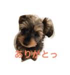 CH@CH@M@RU（個別スタンプ：5）