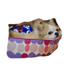 ブサ可愛（個別スタンプ：1）