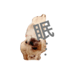 ペキニーズのらんまるくん（個別スタンプ：4）