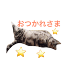 デブ猫アメショーちえこ（個別スタンプ：1）