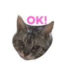 デブ猫アメショーちえこ（個別スタンプ：2）