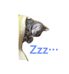 デブ猫アメショーちえこ（個別スタンプ：3）