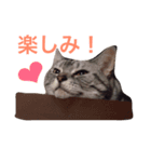 デブ猫アメショーちえこ（個別スタンプ：7）
