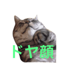 デブ猫アメショーちえこ（個別スタンプ：8）