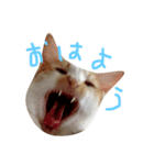 つくだいず（個別スタンプ：1）