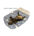 もものすけの日常（個別スタンプ：5）