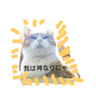 猫日常（個別スタンプ：2）