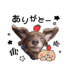 choco's sticker（個別スタンプ：5）