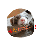 フェレットのももちゃん（個別スタンプ：1）