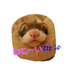 フェレットのももちゃん（個別スタンプ：2）