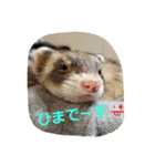 フェレットのももちゃん（個別スタンプ：3）