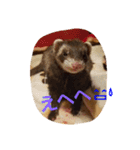 フェレットのももちゃん（個別スタンプ：4）