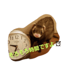フェレットのももちゃん（個別スタンプ：6）